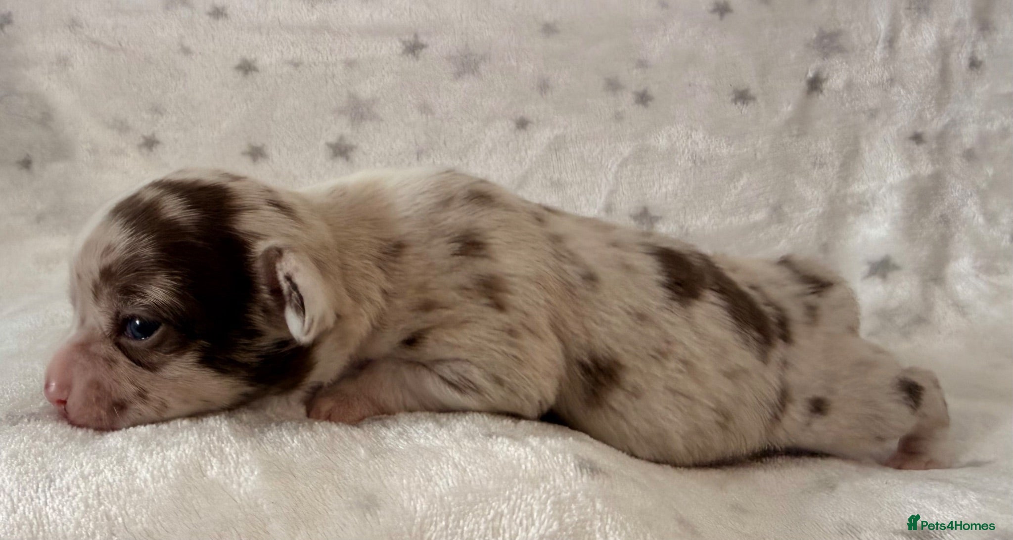 Chihuahua dogs Beautiful Chihuahua Puppies Raised in Loving Home - Advert 1