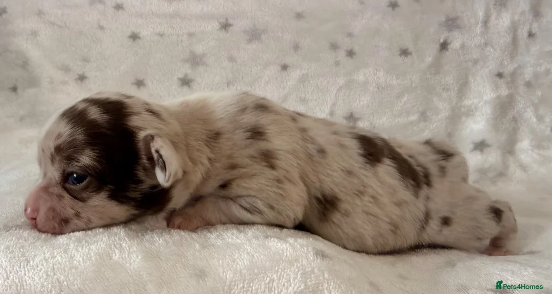 Chihuahua dogs for sale: Beautiful Chihuahua Puppies Raised in Loving Home - Advert 1