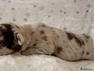 Chihuahua dogs Beautiful Chihuahua Puppies Raised in Loving Home - Advert 6