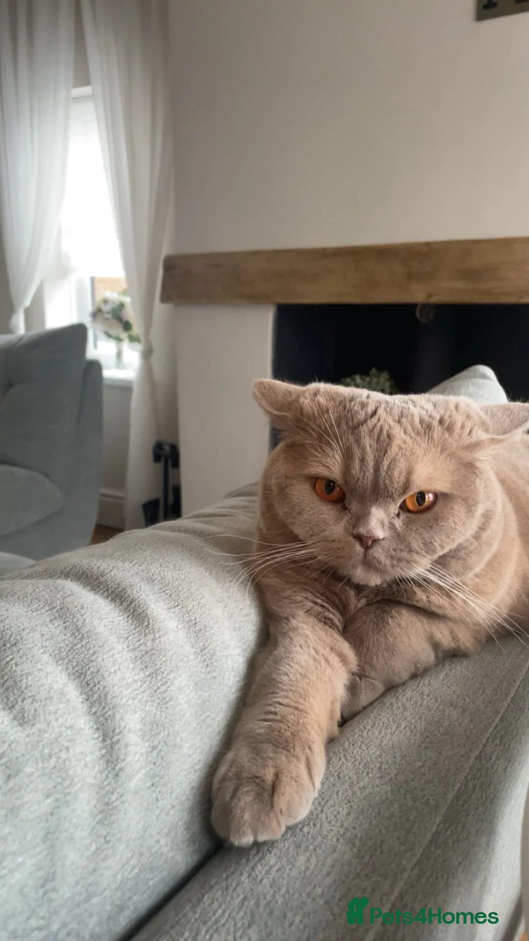 British Shorthair cats for sale: Fawn British Short Hair - Advert 1