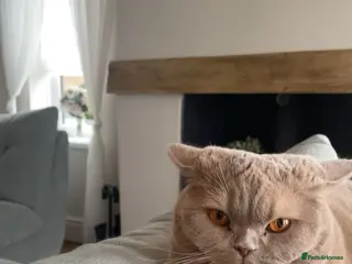 British Shorthair cats Fawn British Short Hair - Advert 1