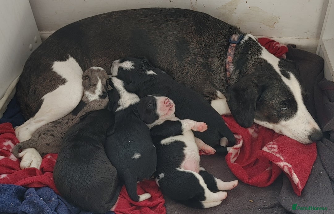 Mixed Breed dogs for sale: Sprockerdor Pups lab x Sprockerdor - Image 8
