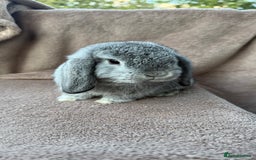 Mini Lop rabbits for sale: Miniature lop babies  - Image 4