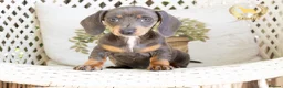 Miniature Dachshund dogs for sale: REDUCED STUNNING MINIATURE DACHSHUNDS - Advert 2