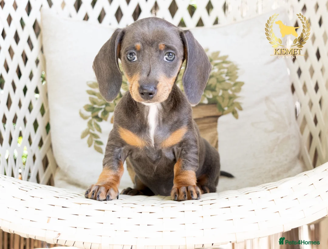 Miniature Dachshund dogs for sale: REDUCED STUNNING MINIATURE DACHSHUNDS - Advert 2