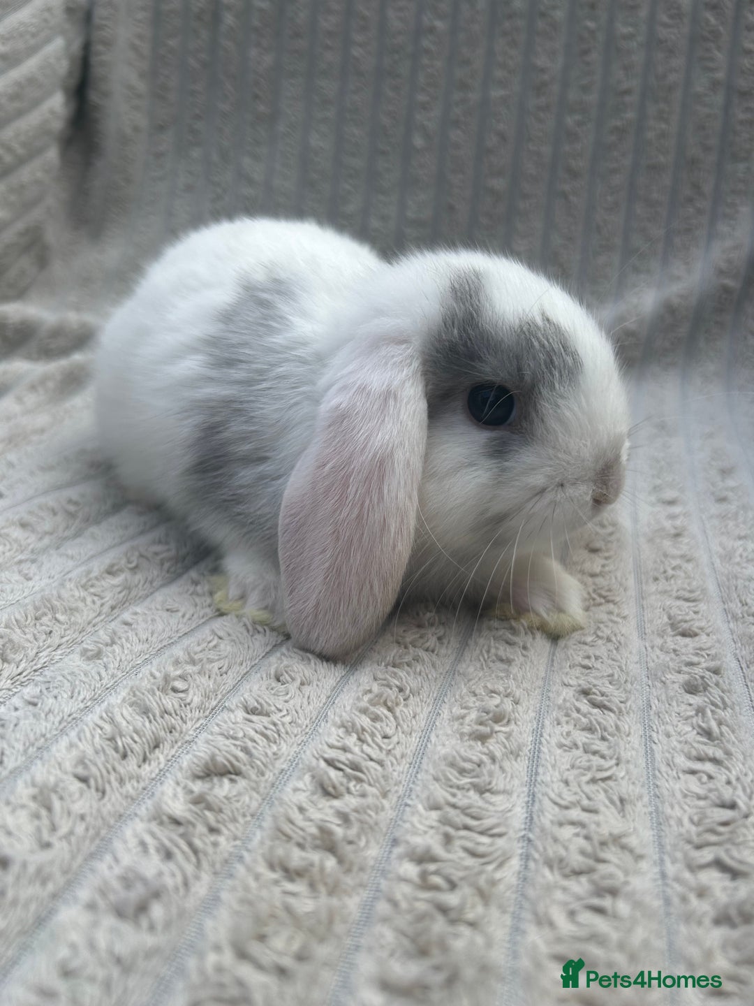 Mini Lop rabbits for sale: mini lops  - Image 1