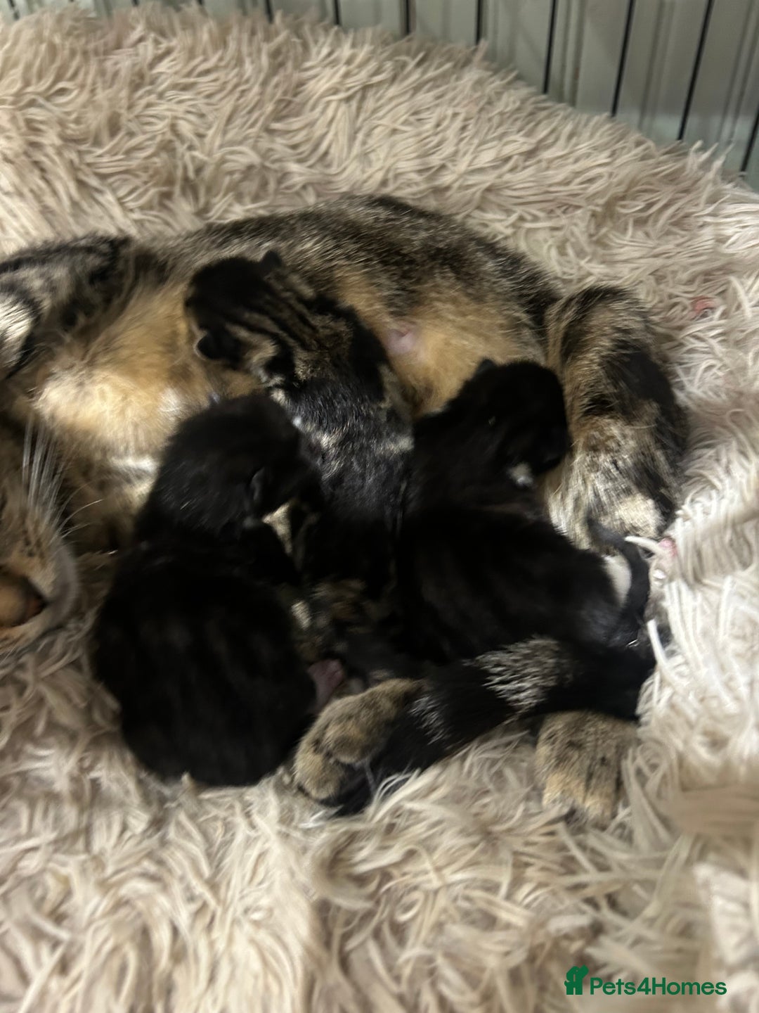 Domestic Shorthair cats for sale: Lovely Female Tabby & Tuxedo Kittens - Advert 6