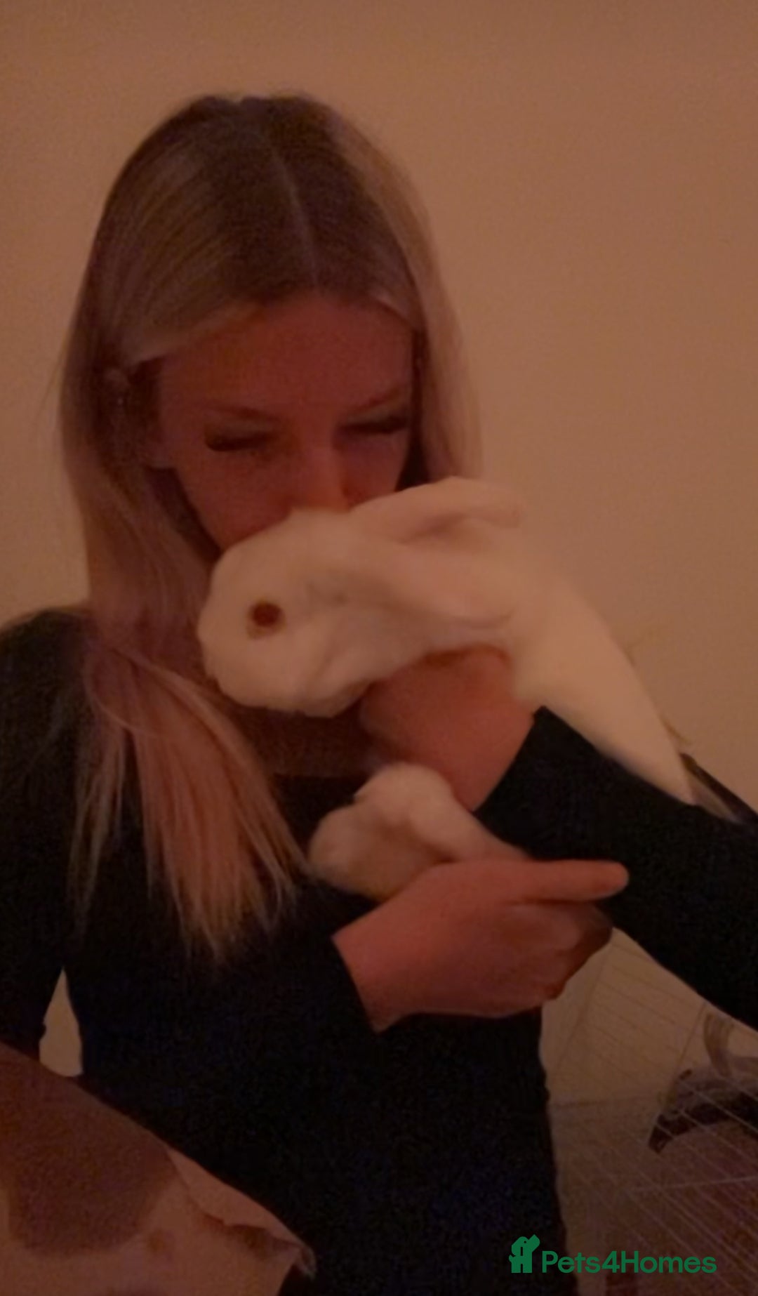 Mini Lop rabbits for sale: 2 beautiful pure bread mini lop rabbits - Image 7