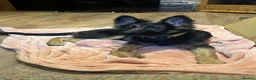 German Shepherd dogs for sale: Beautiful Smart German Shepherd Puppy - Advert 8