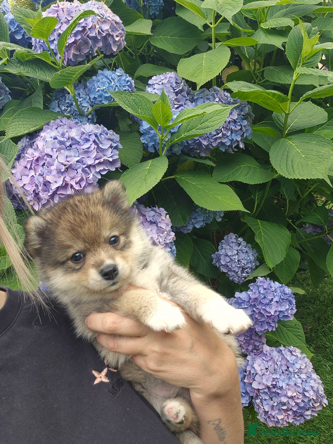 Siberian Husky dogs for sale: Genuine toy pomsky female  - Image 3