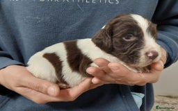 Sprocker dogs for sale: Sprocker ( Springer x Cocker ) pups for sale - Image 13