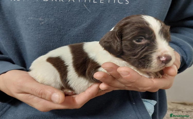 Sprocker dogs - Advert 14