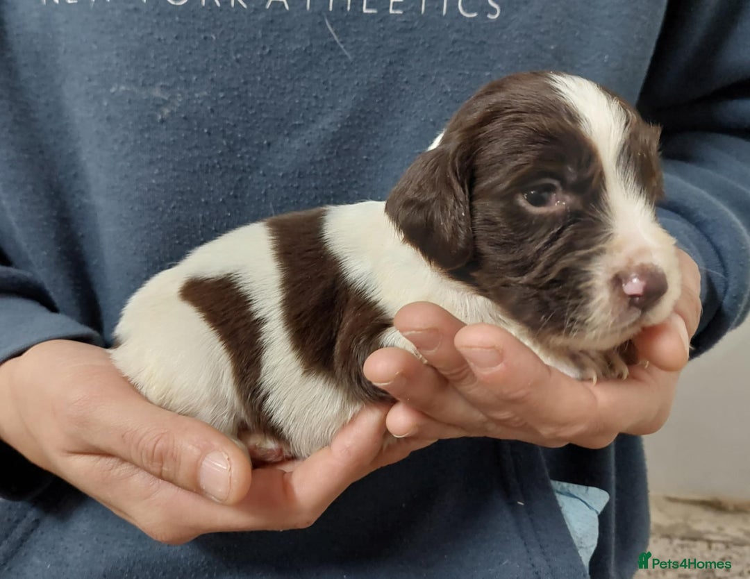 Sprocker dogs for sale: Sprocker ( Springer x Cocker ) pups for sale - Image 13
