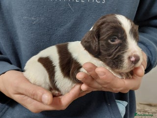 Sprocker dogs Sprocker ( Springer x Cocker ) pups for sale - Advert 18
