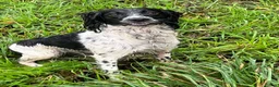 English Springer Spaniel dogs for sale: KC Registered English Springer Spaniel Puppies - Advert 2
