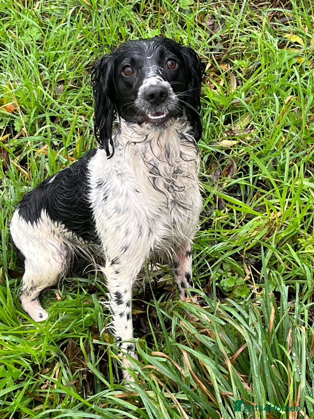 English Springer Spaniel dogs for sale: KC Registered English Springer Spaniel Puppies - Advert 2