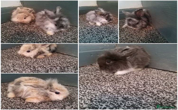 Mixed Breed rabbits in Sheffield - Advert 12