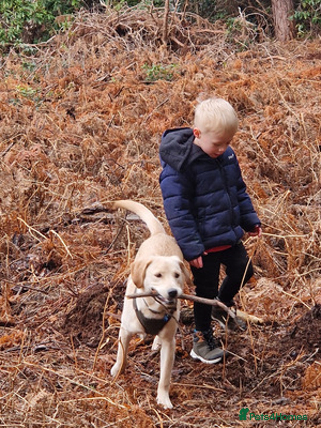 Labrador Retriever dogs for sale: big personality labrador retriever boy - Advert 4