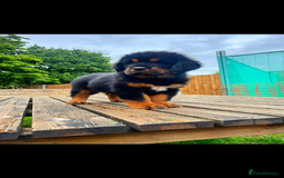 Tibetan Mastiff dogs for sale: 6 Tibetan Mastiff Puppies - Image 16