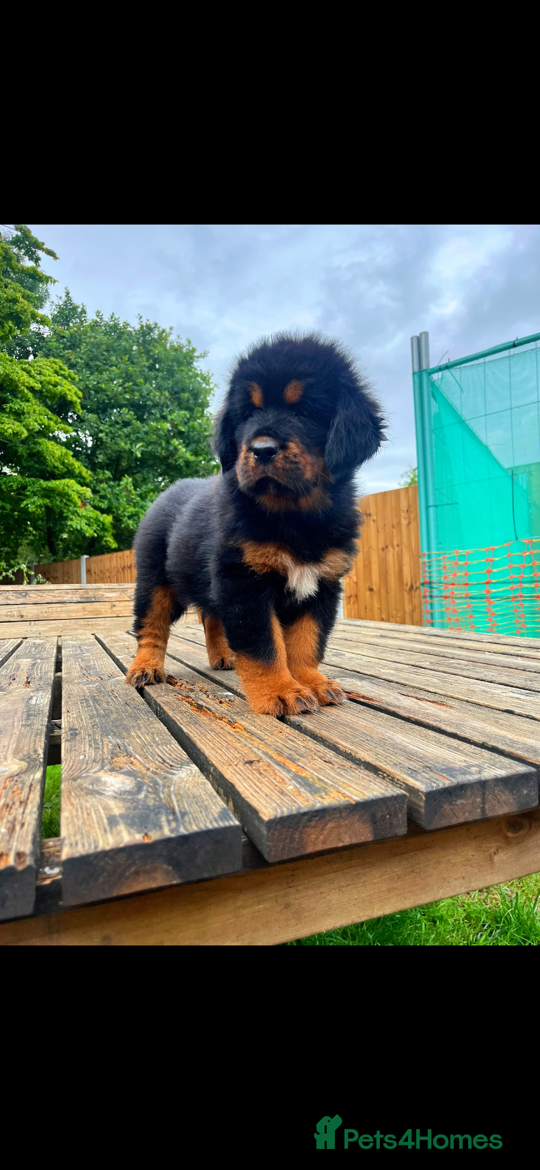 Tibetan Mastiff dogs for sale: 6 Tibetan Mastiff Puppies - Image 16