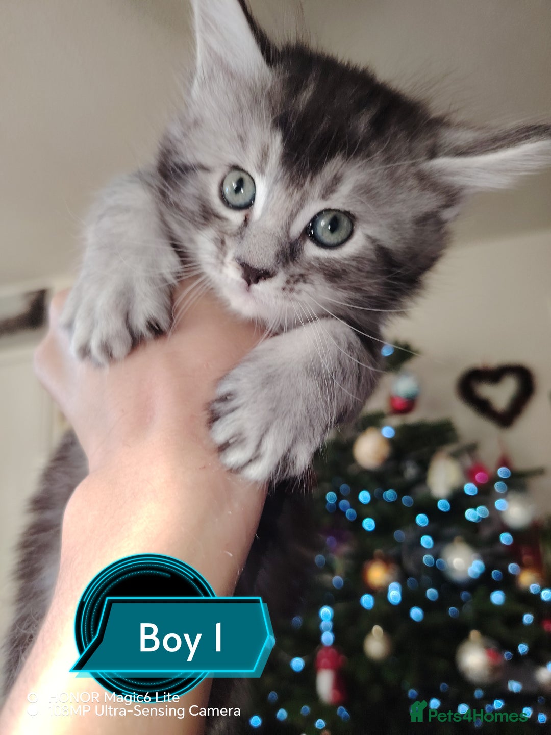 Maine Coon cats for sale: Beautiful Maine Coon kittens 💖💙🐱 - Advert 2