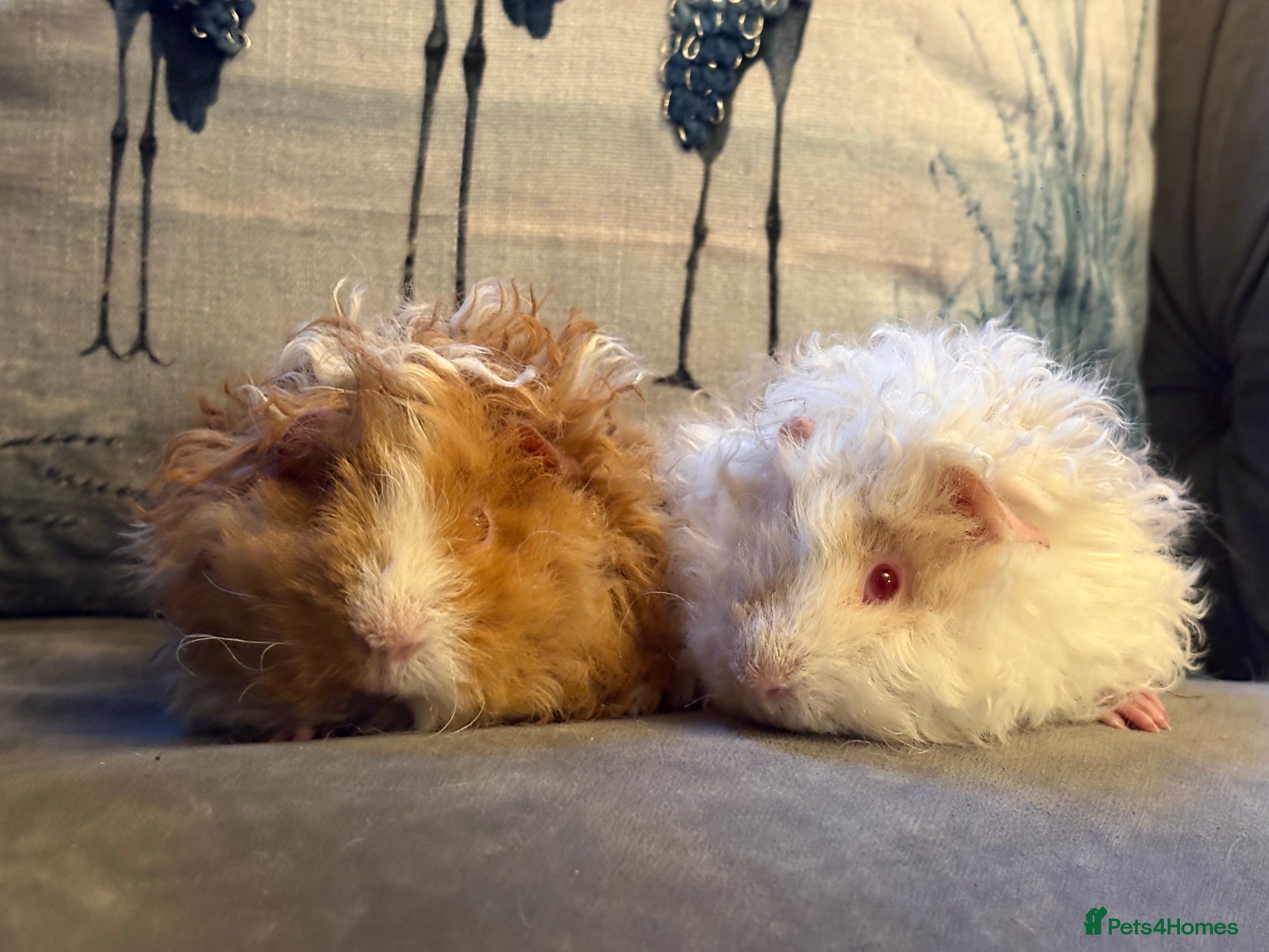 Guinea Pig rodents  Lunkarya boars - Advert 2