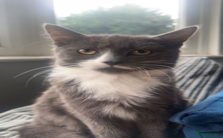Mixed Breed cats - Advert 6