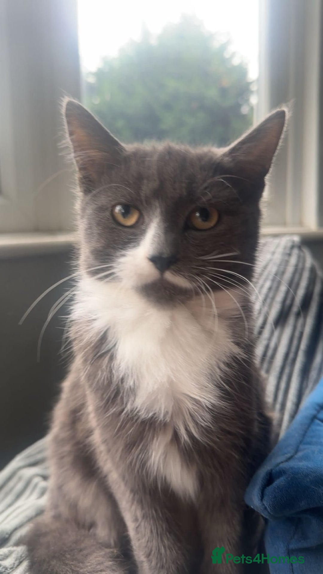 Mixed Breed cats for sale: 5 Male Mixed Cats - Image 1
