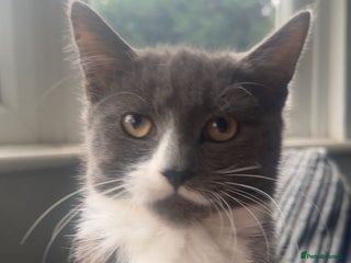 Mixed Breed cats - Advert 8