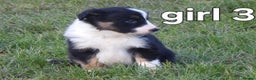 Border Collie dogs for sale: Border collie female pups for sale - Advert 7