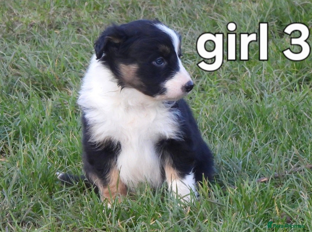 Border Collie dogs for sale: Border collie female pups for sale - Advert 7