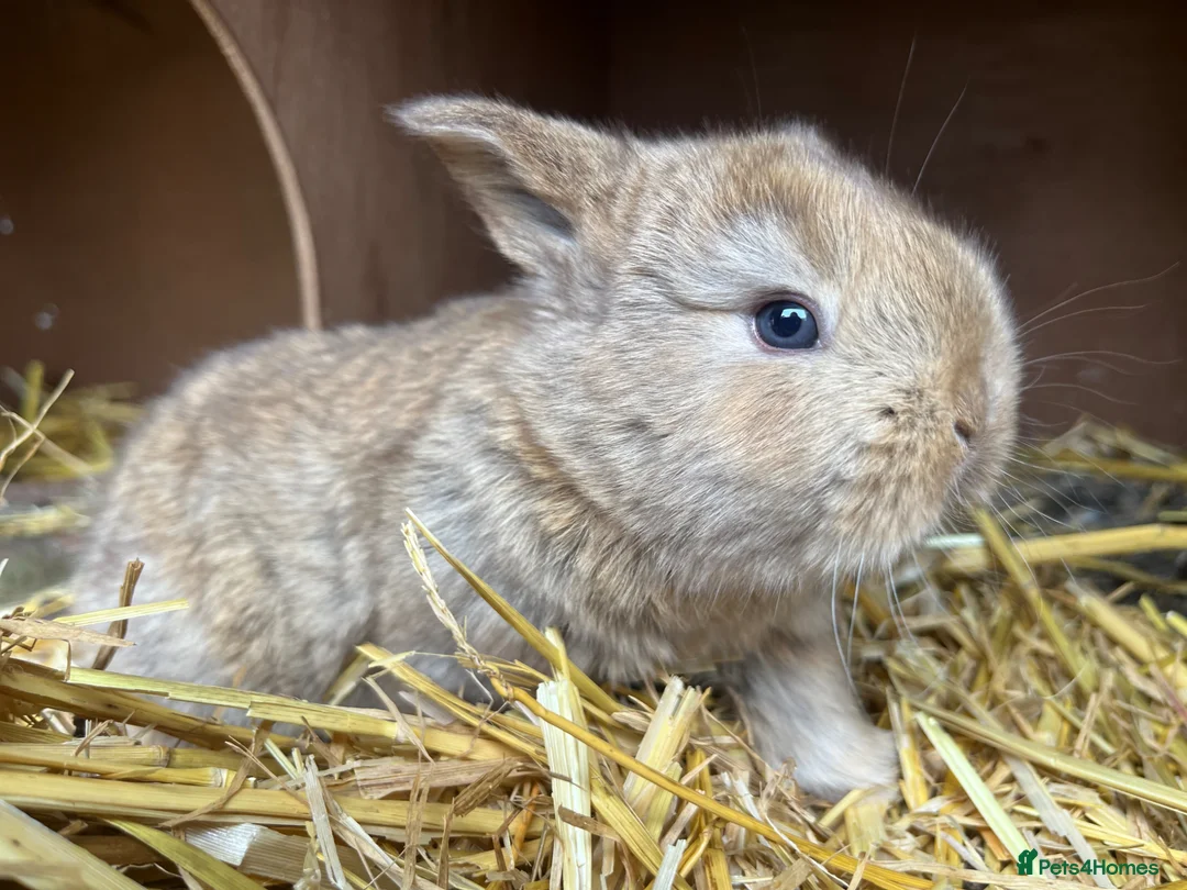 Mixed Breed rabbits for sale: Rabbit  in Attleborough - Advert 7