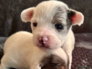 Chipoo dogs toy poodle X miniature Chihuahua, stunning 2 boys - Advert 1