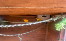 Conures birds for sale: Proven pair sun conures  - Advert 1