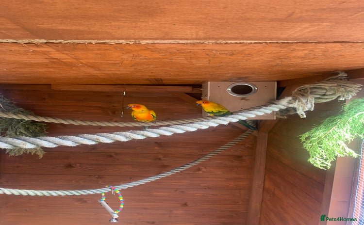 Conures birds Proven pair sun conures  - Advert 1