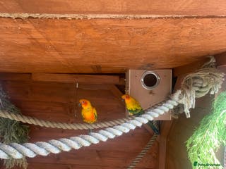 Conures birds Proven pair sun conures - Advert 9