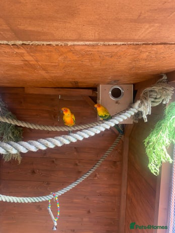 Conures birds Proven pair sun conures - Advert 1