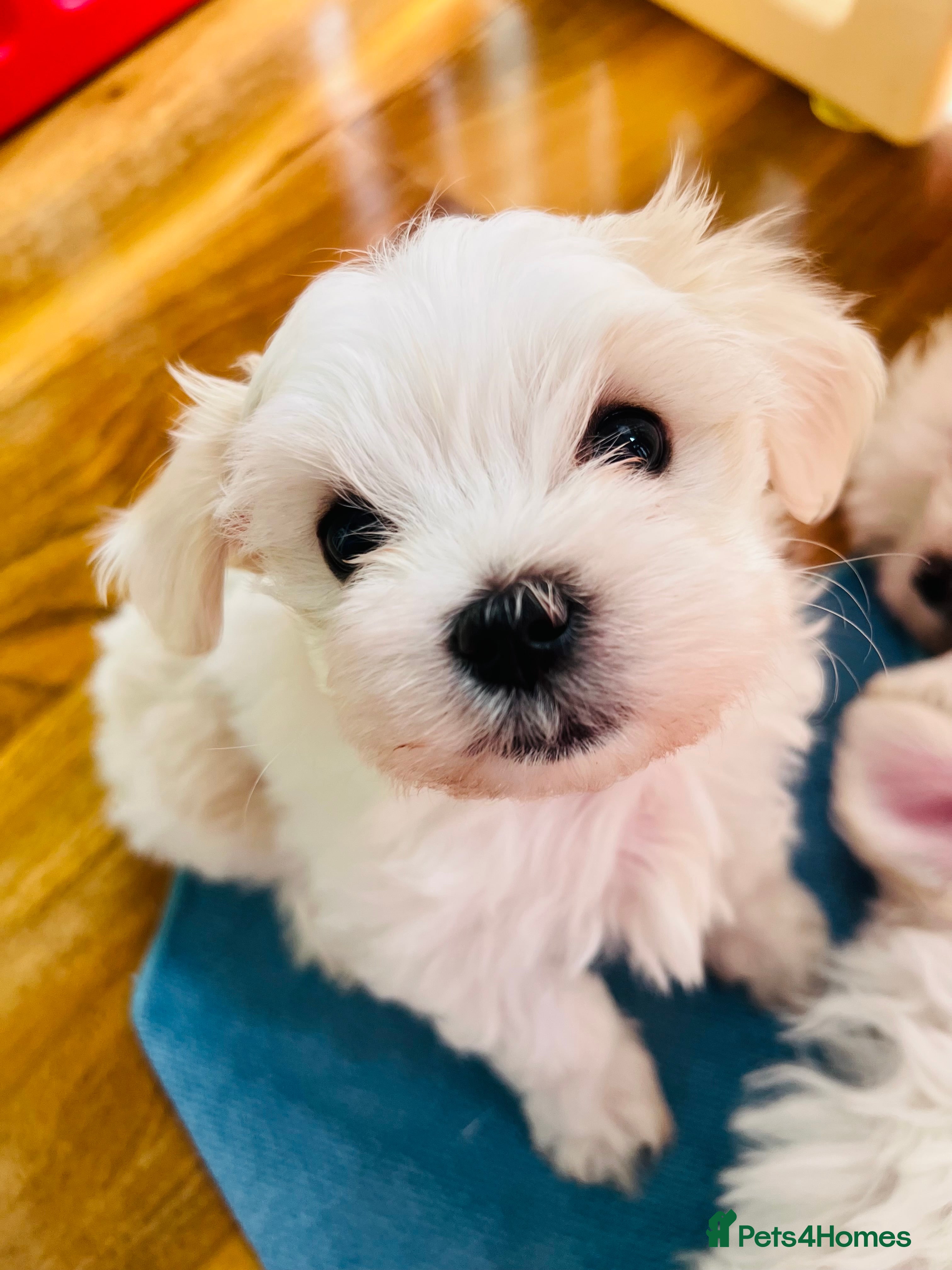 Maltese dogs Bichon Maltese puppies for sale - Advert 1