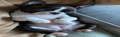 Boston Terrier 4