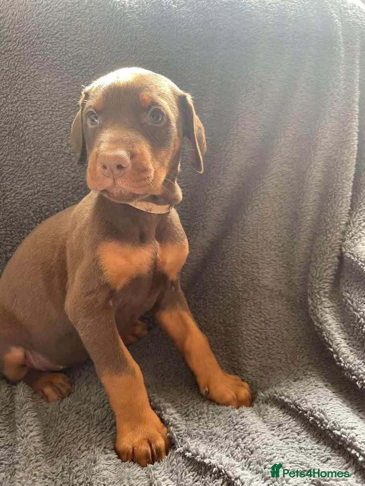 Dobermann dogs Gorgeous Doberman litter - Advert 3