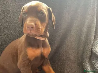 Dobermann dogs Gorgeous Doberman litter - Advert 3