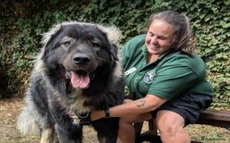 Caucasian Shepherd Dog dogs for adoption: Aslan in Cheltenham - Advert 4
