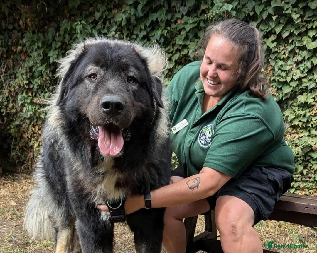 Caucasian Shepherd Dog dogs for adoption: Aslan in Cheltenham - Advert 4