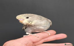 Budgerigars birds for sale: Gorgeous Baby Budgies ready now!!! - Image 16