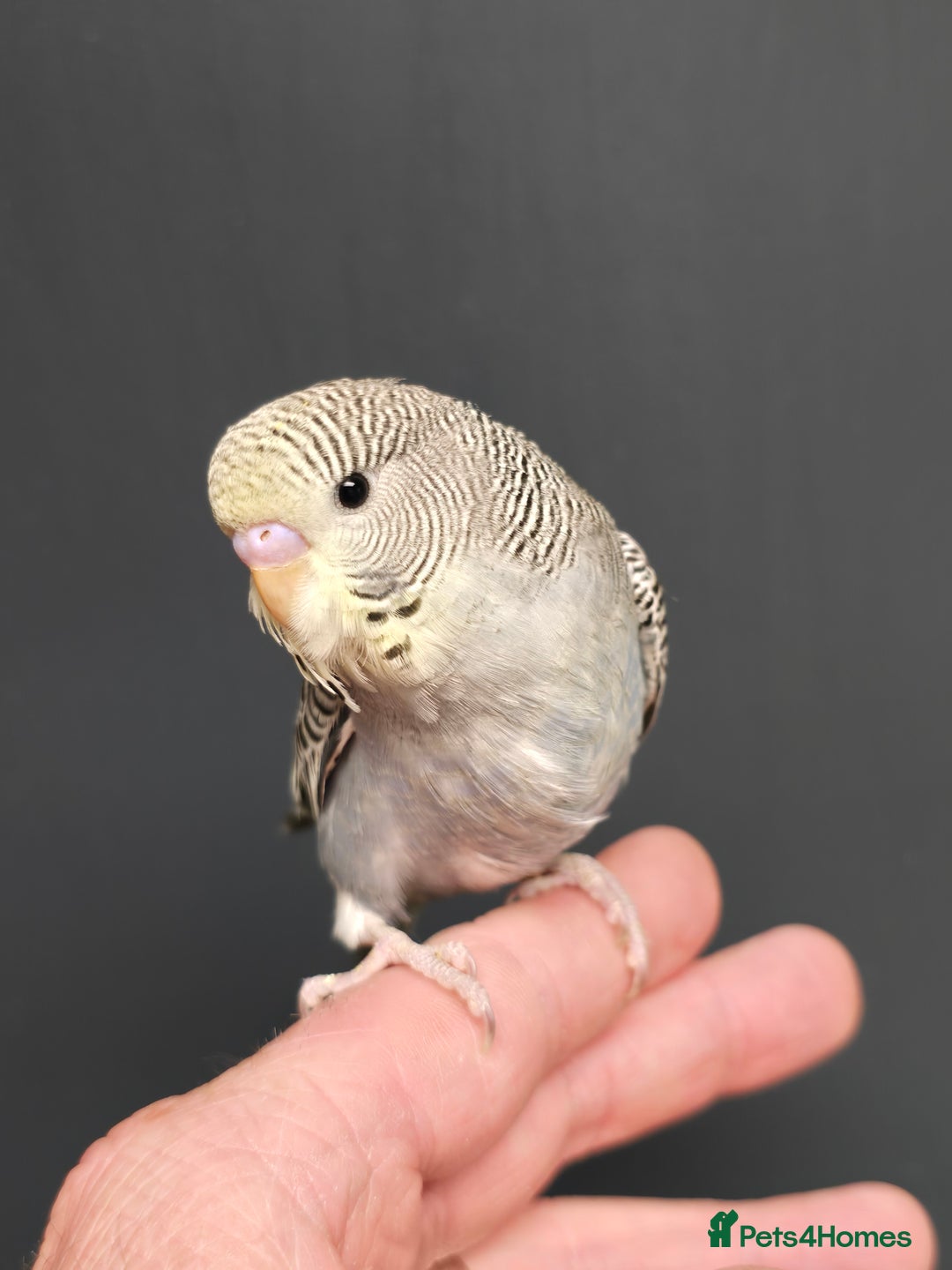 Budgerigars birds for sale: Gorgeous Baby Budgies ready now!!! - Image 16