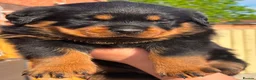 Rottweiler dogs for sale: 3 big chunky Rottweiler pups - Advert 13