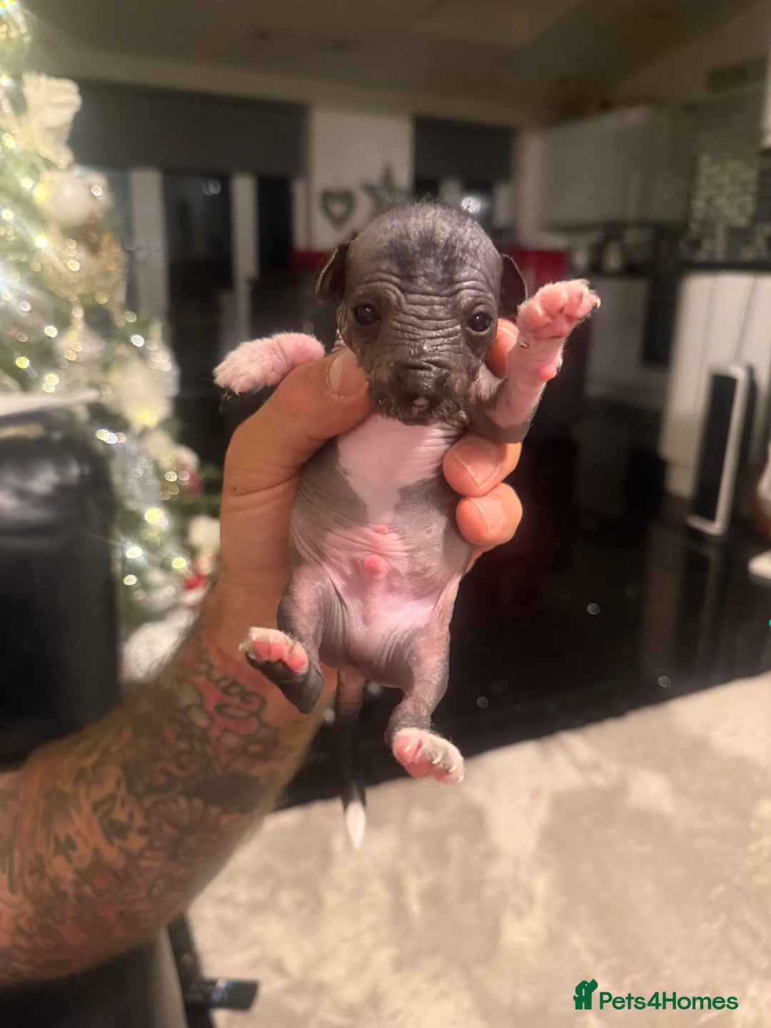 Mixed Breed dogs for sale: Stunning Merle chihuahua 2 girls ready 22nd dec - Advert 8