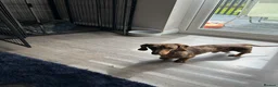 Miniature Dachshund dogs for stud: Kc reg miniature Chocolate dapple stud in Glasgow - Advert 2