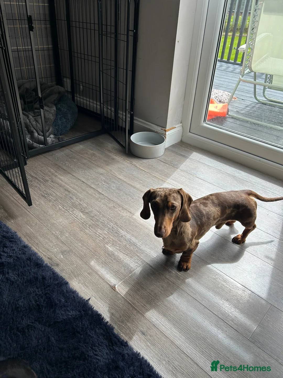 Miniature Dachshund dogs for stud: Kc reg miniature Chocolate dapple stud in Glasgow - Advert 2