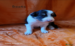 Border Collie dogs for sale: Adorable Border Collie Pups Ready for Loving Homes - Advert 3